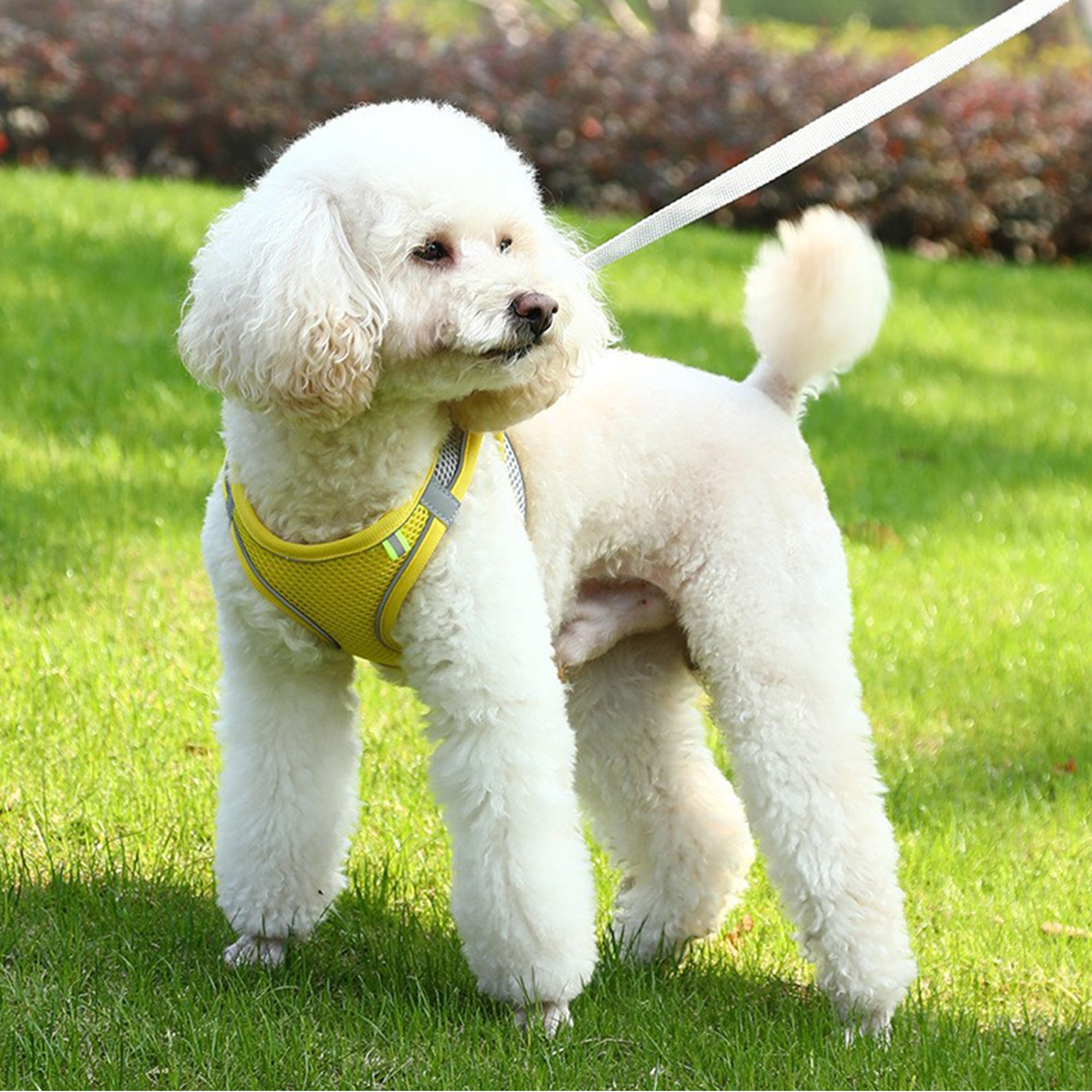 Step-in Air Pet Harness