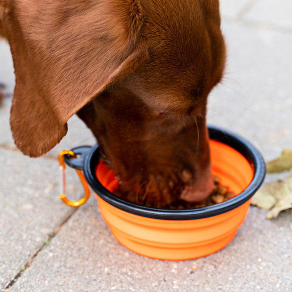 Collapsible Dog Bowl
