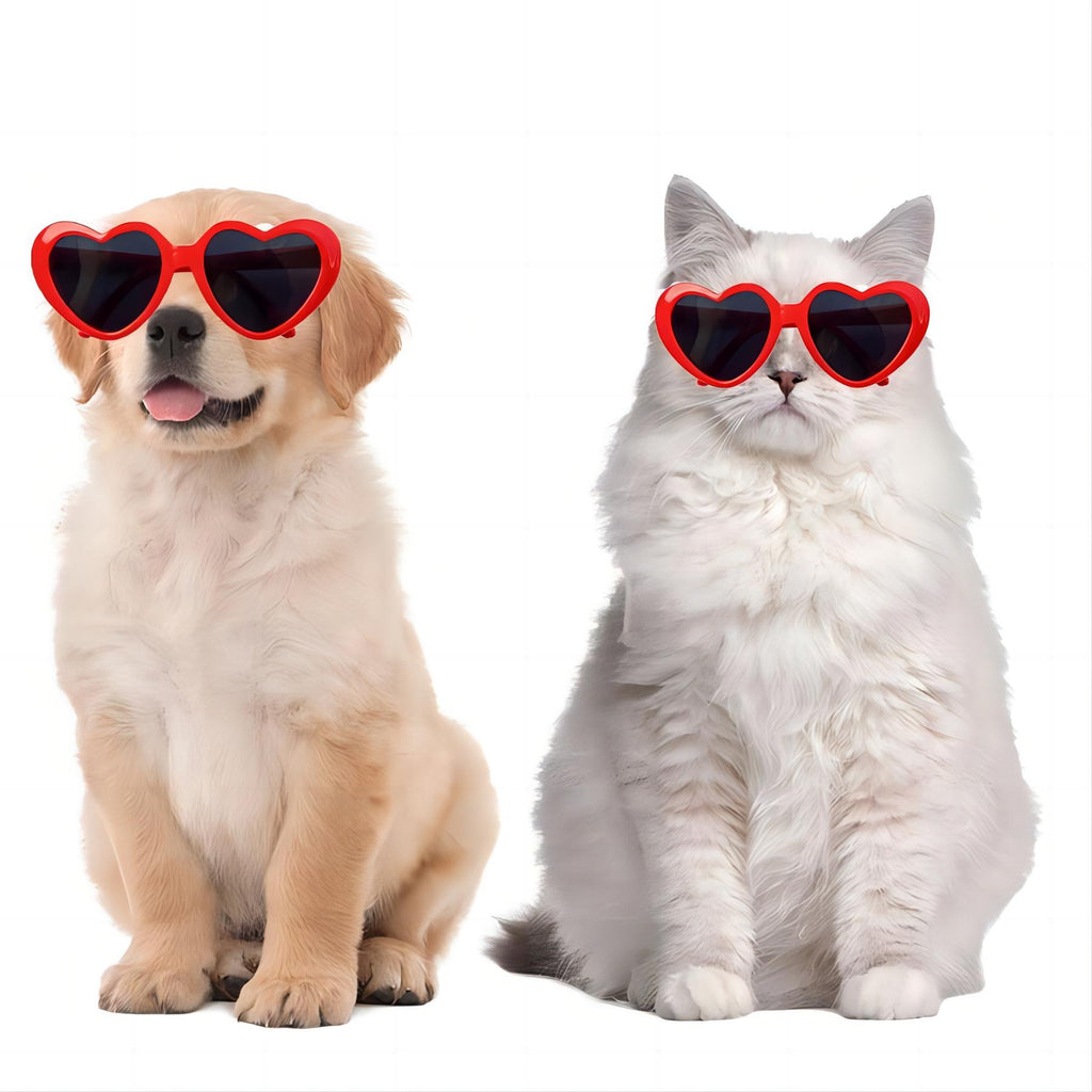 Fashionable Cute Sunglasses