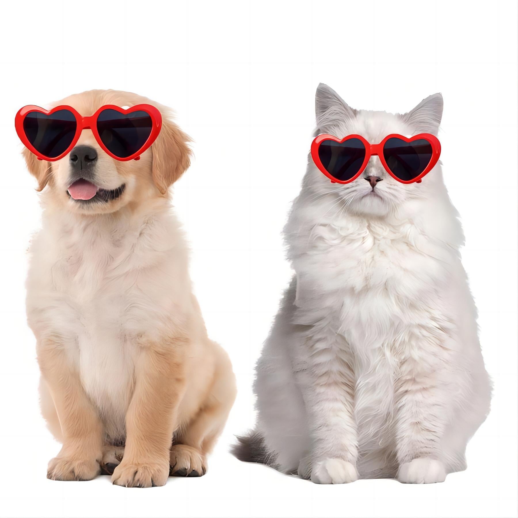 Fashionable Cute Sunglasses
