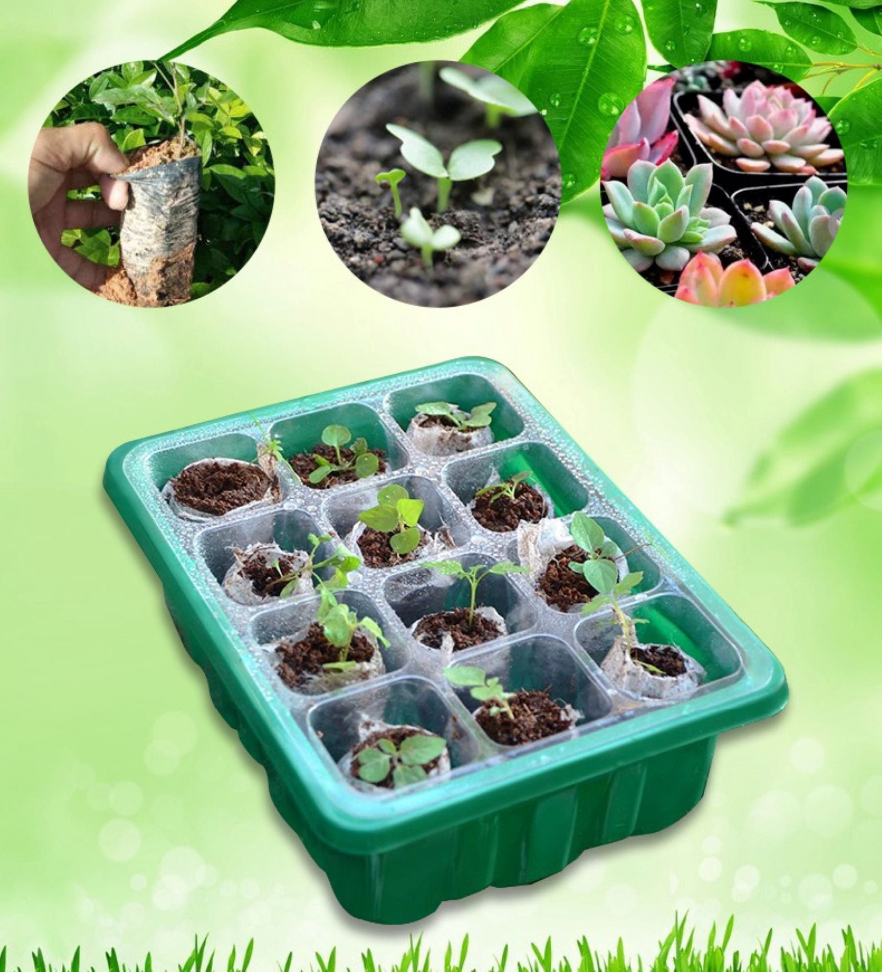 12 Well Nursery Box