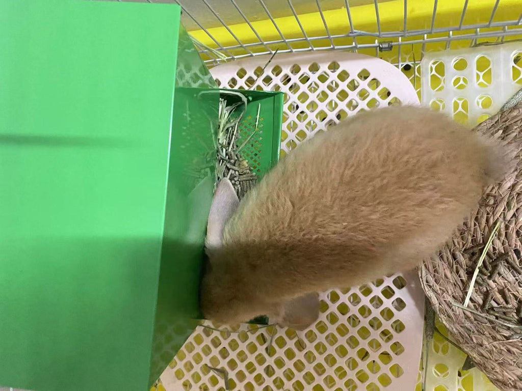 Small Animal Feeder