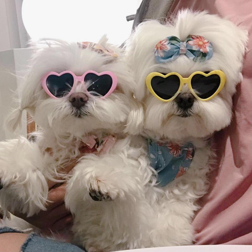 Fashionable Cute Sunglasses