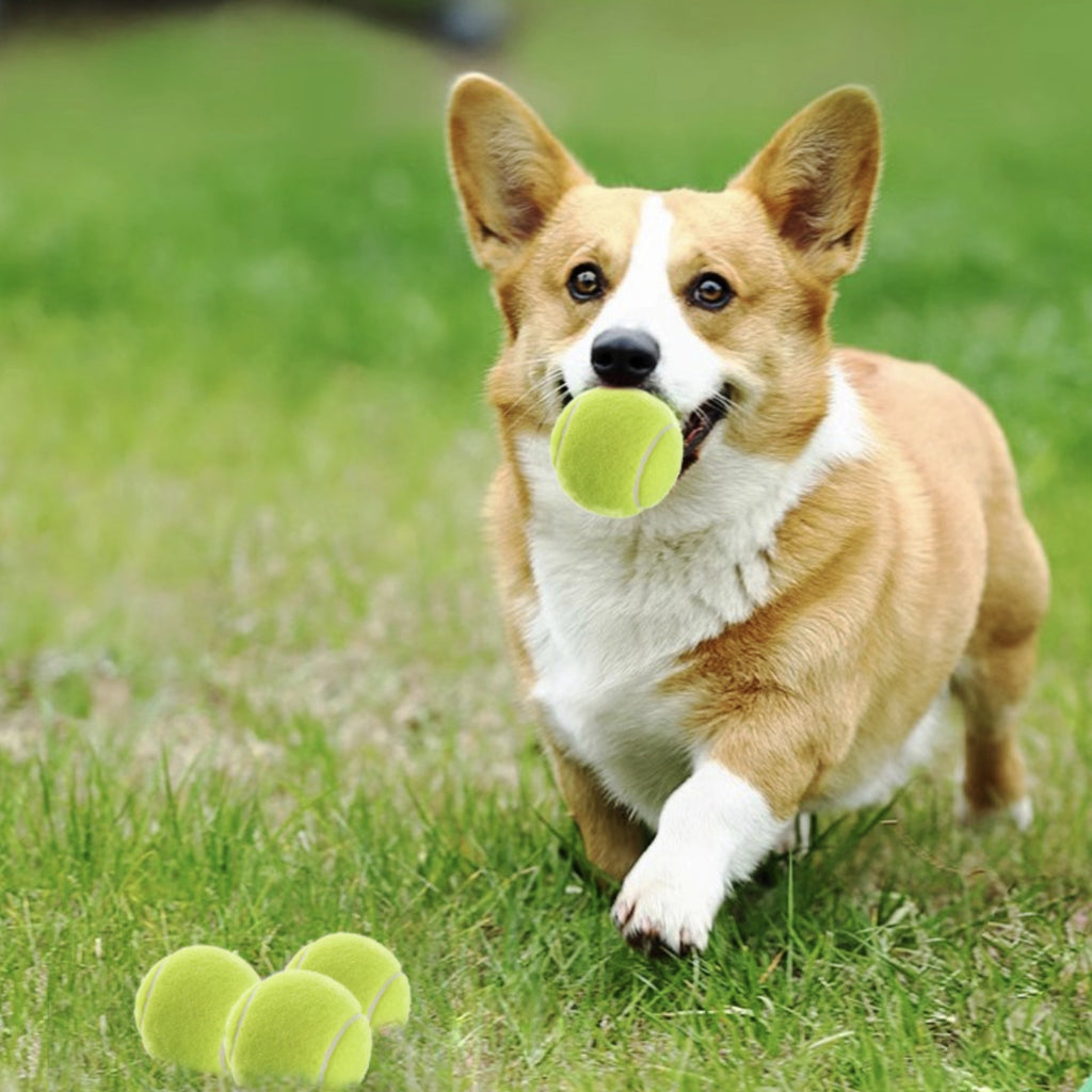 Pet Tennis Ball