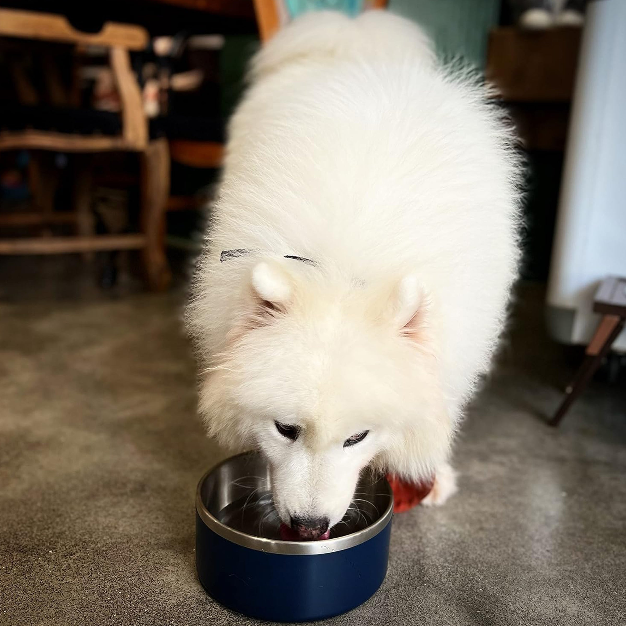 Stainless Steel Pet Dog Feeding Bowl